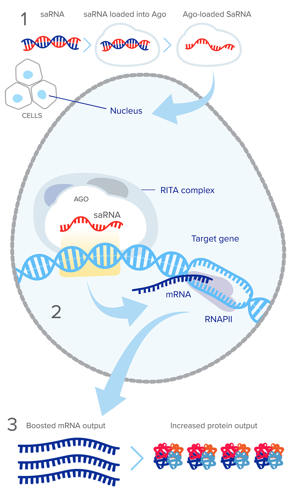 Scientific illustration showing Mechanism of RNAa in 3 stages: Input, systems, and ouput